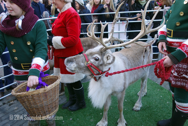 Things to Do in Covent Garden London, Pet the Reindeer!Things to Do in Covent Garden London, Pet the Reindeer!