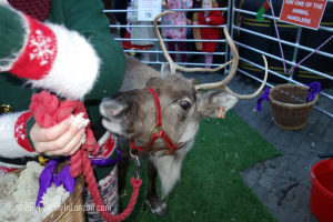 Things to do in Covent Garden London at Christmas- Pet the Reindeer!