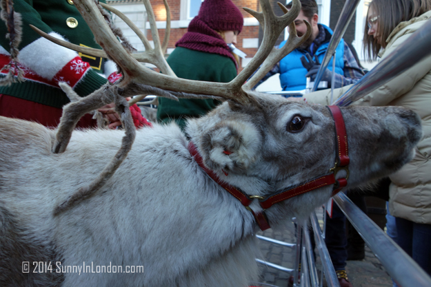 Things to Do in Covent Garden London, Pet the Reindeer!