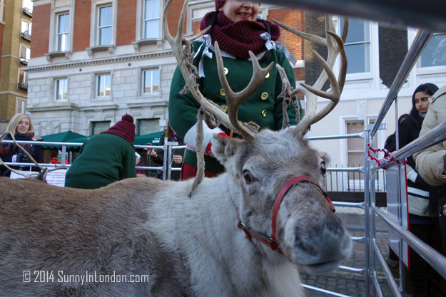 Things to Do in Covent Garden London, Pet the Reindeer!