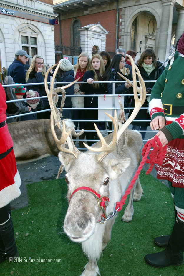 Things to Do in Covent Garden London, Pet the Reindeer!