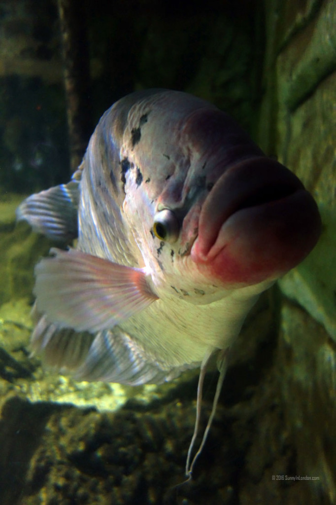 South Bank SEA LIFE London Aquarium