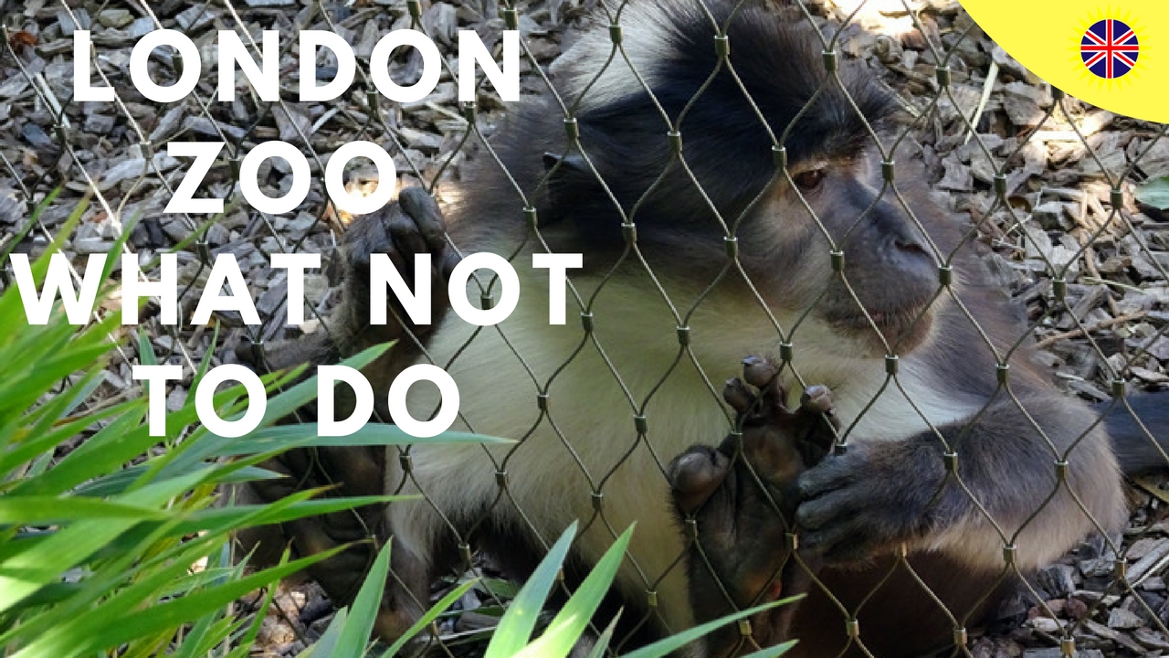 Visiting London Zoo Tips gorilla