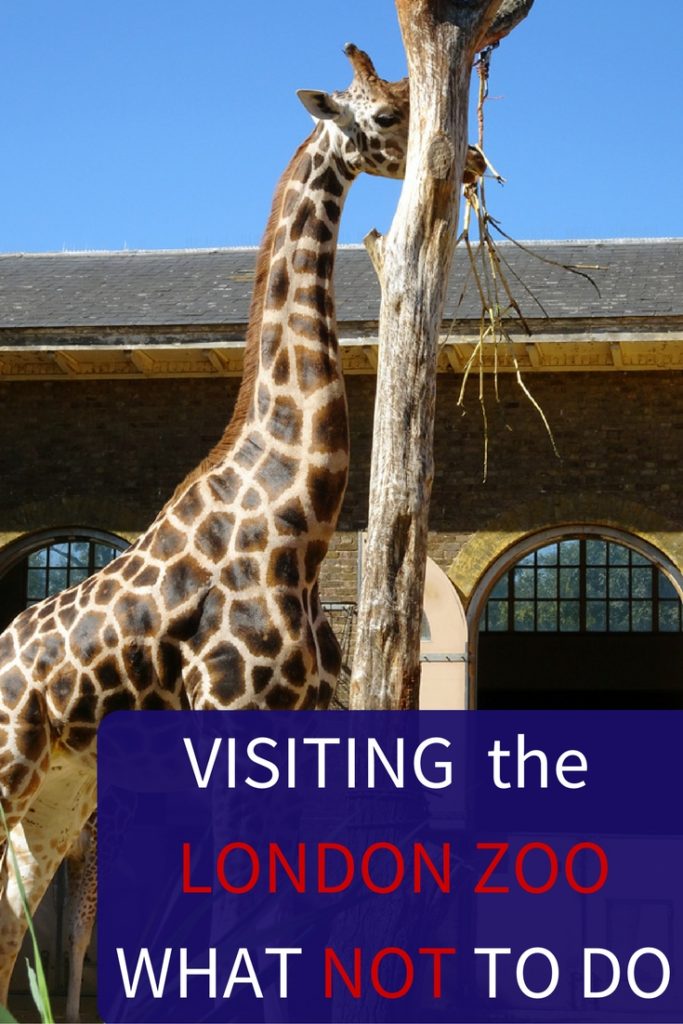 Visiting London Zoo Tips