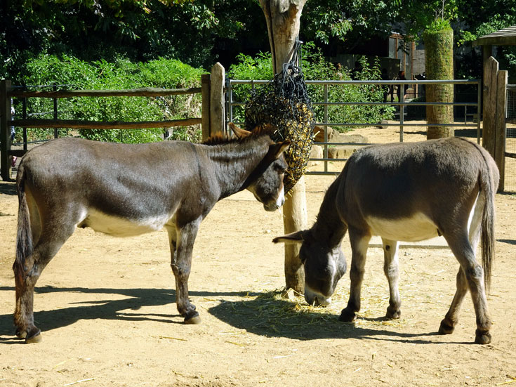 Visiting London Zoo tips- donkeys