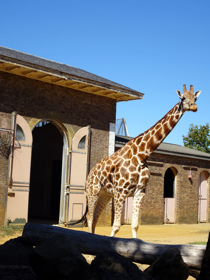 Visiting London Zoo tips to save money- giraffes