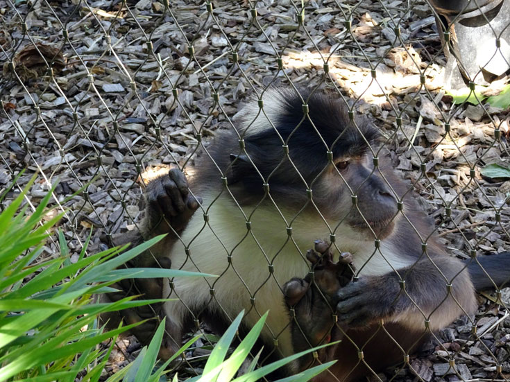 Visiting London Zoo tips- gorillas