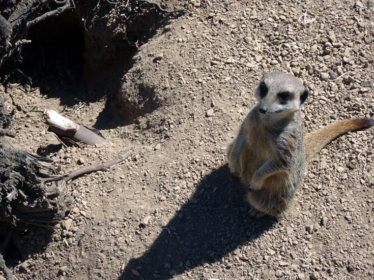 Visiting London Zoo meerkat