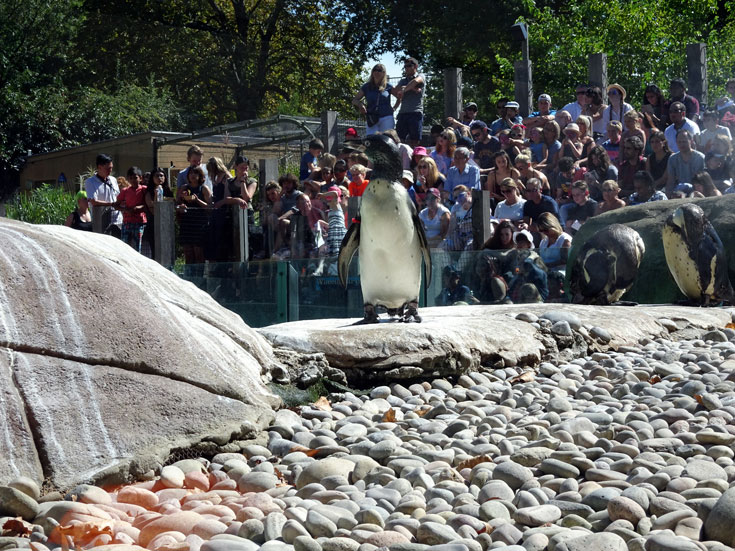 Visiting London Zoo Tips penguins