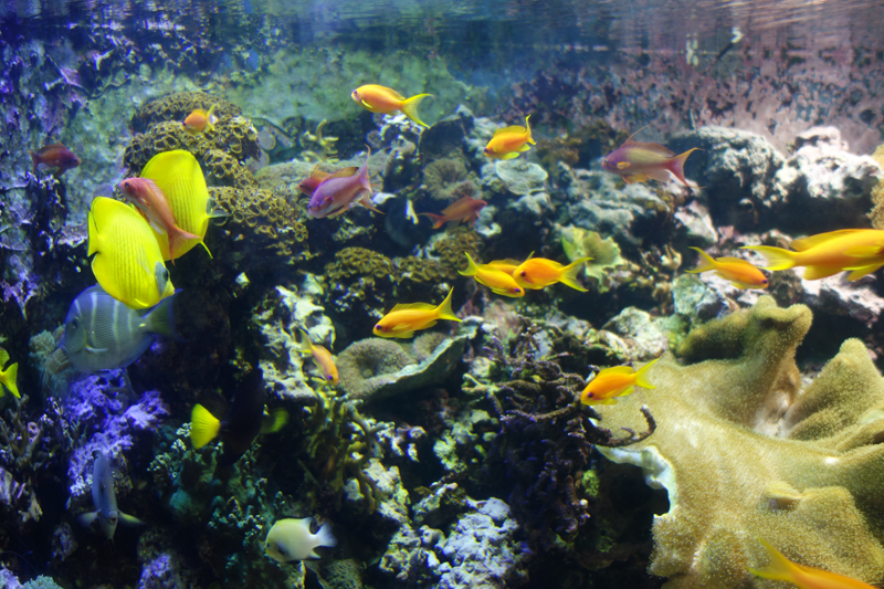 best-places-to-propose-in-london-sealife-aquarium