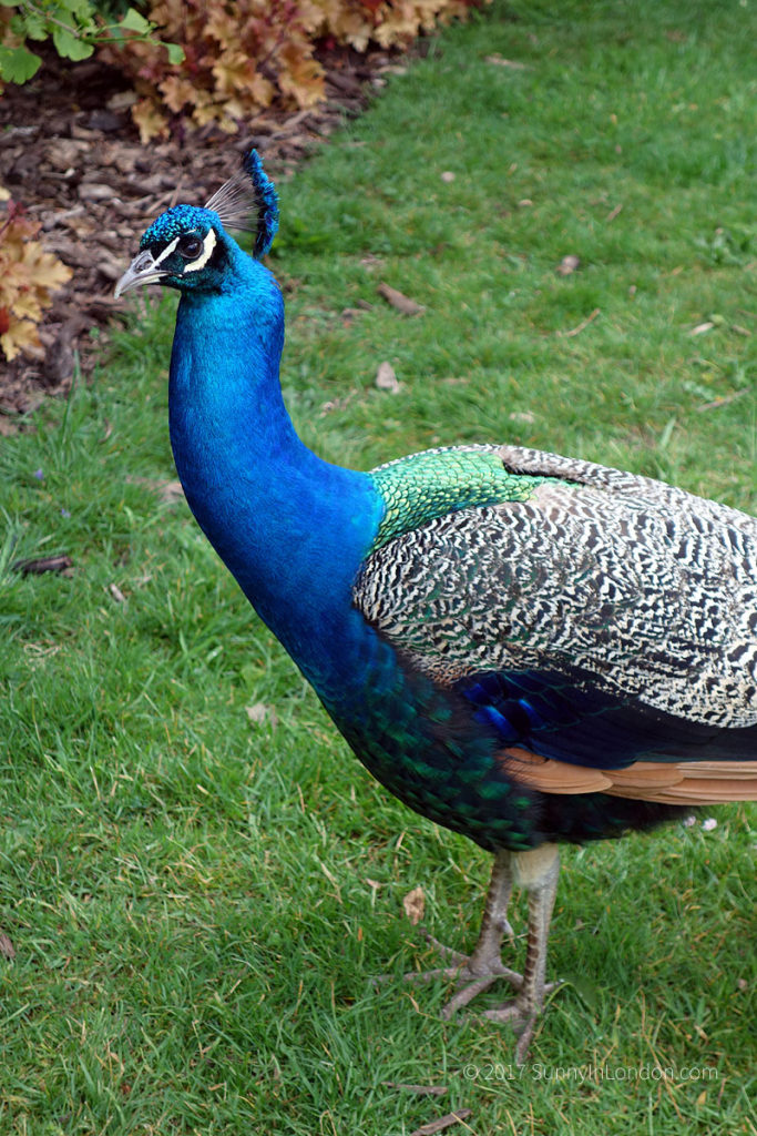 Tips for Visiting Kew Gardens in London Sunny in London