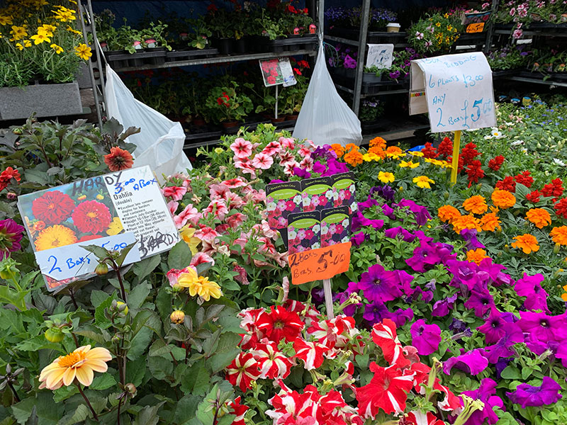 Columbia-Road-flower-market-guide-to-london-sunnyinlondon