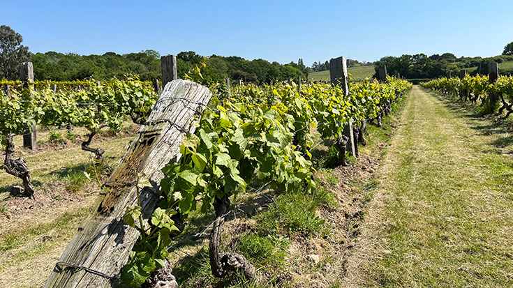 vineyards-in-essex-english-wine-tasting