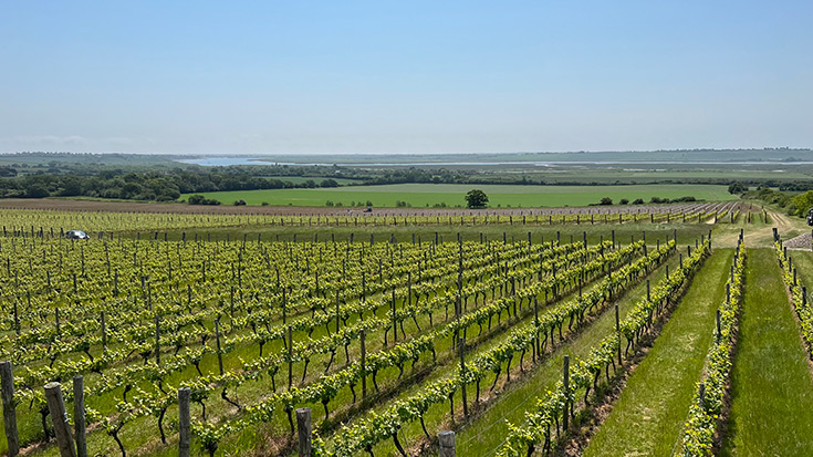 Vineyards in Essex and Wine Tasting