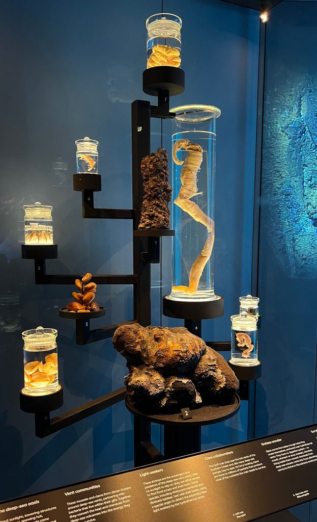 things-to-do-in-london-trip-space-natural-history-museum
